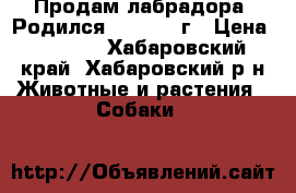 Продам лабрадора. Родился .06.2017 г › Цена ­ 7 500 - Хабаровский край, Хабаровский р-н Животные и растения » Собаки   